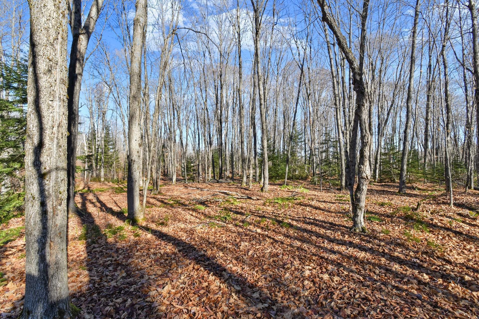 









93


Ch. du Domaine-Ayotte

,
Saint-Donat,




QC
J0T2C0

