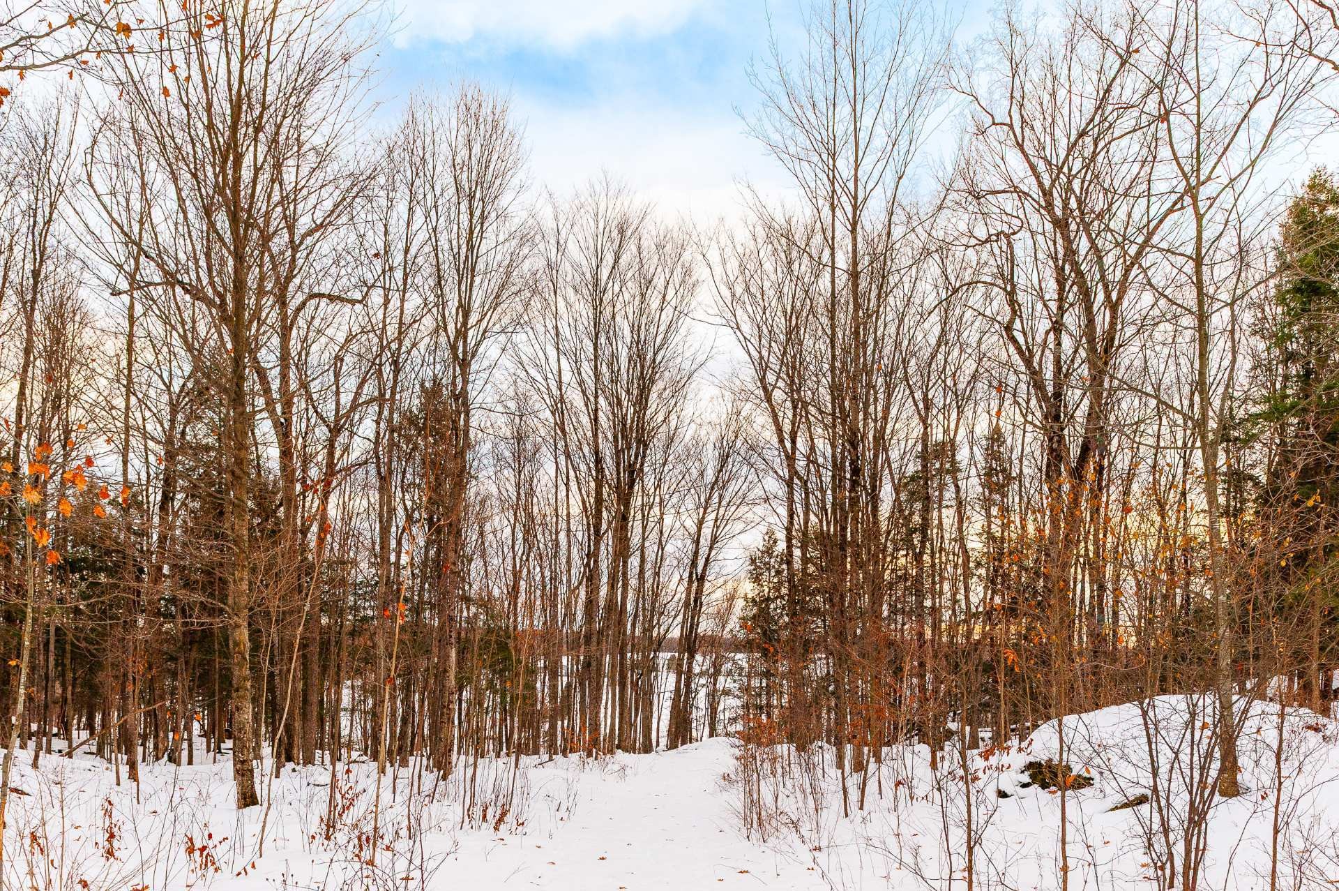 









1279


Ch. Hallé E.

,
Brigham,







QC
J2K4G5

