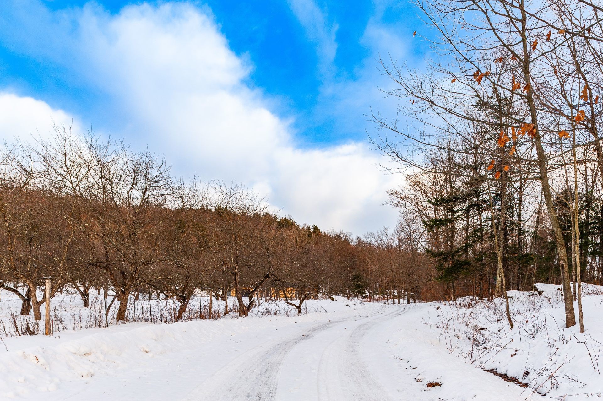 









1279


Ch. Hallé E.

,
Brigham,







QC
J2K4G5

