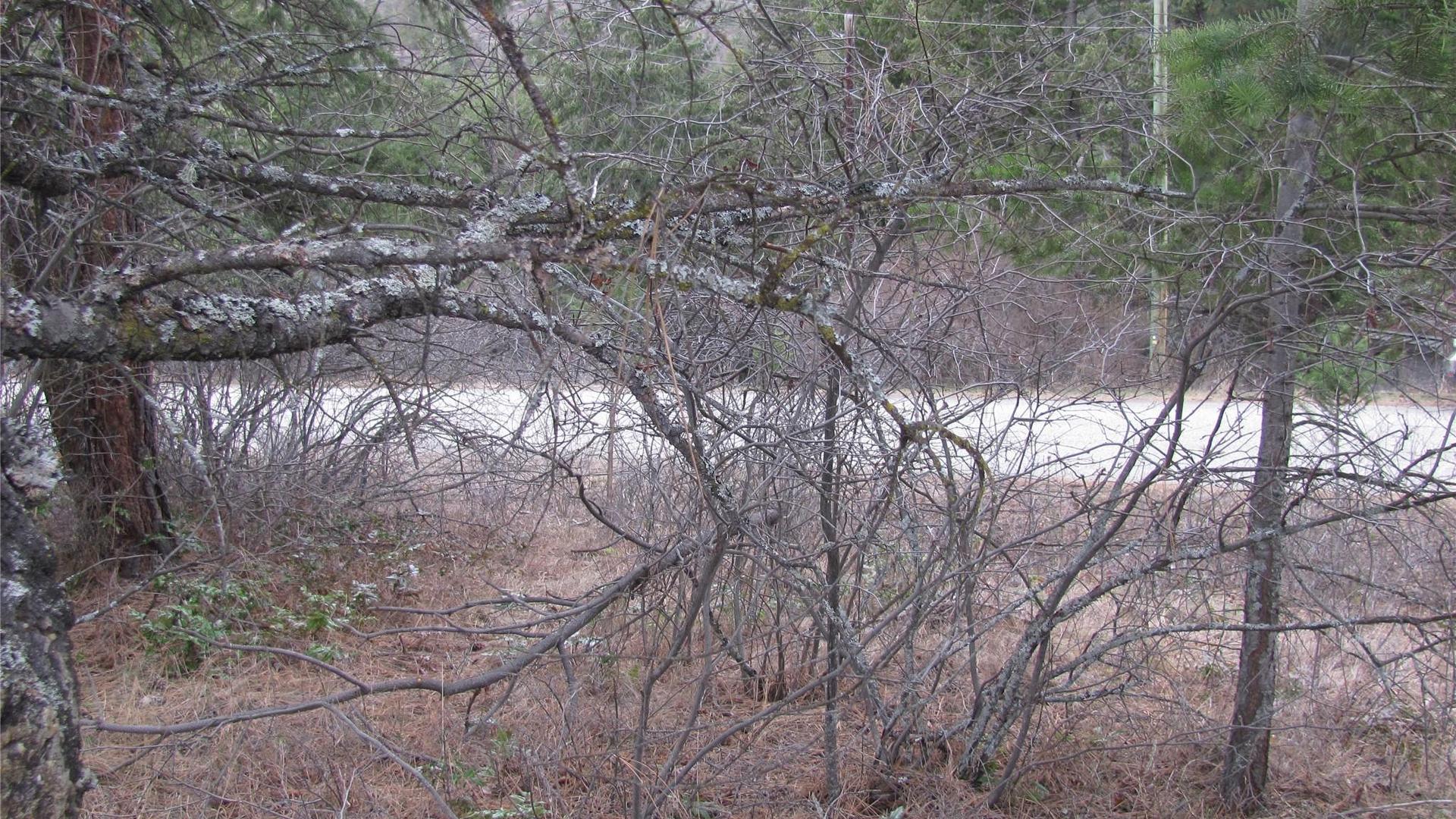 












Crown

Crescent,
Vernon,







BC
V1B 4A2

