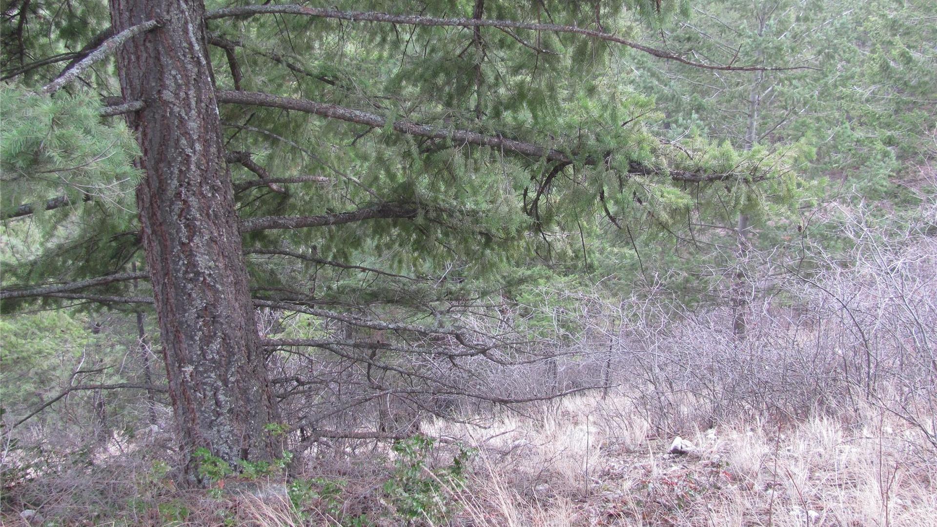 












Crown

Crescent,
Vernon,







BC
V1B 4A2

