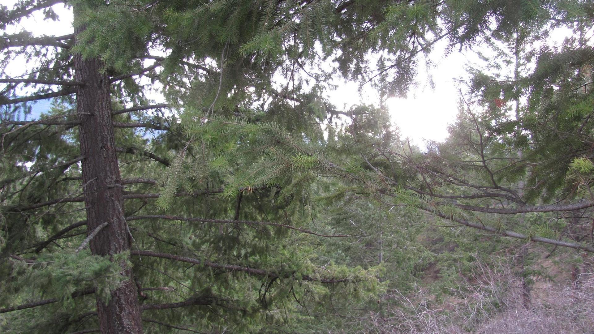 












Crown

Crescent,
Vernon,







BC
V1B 4A2

