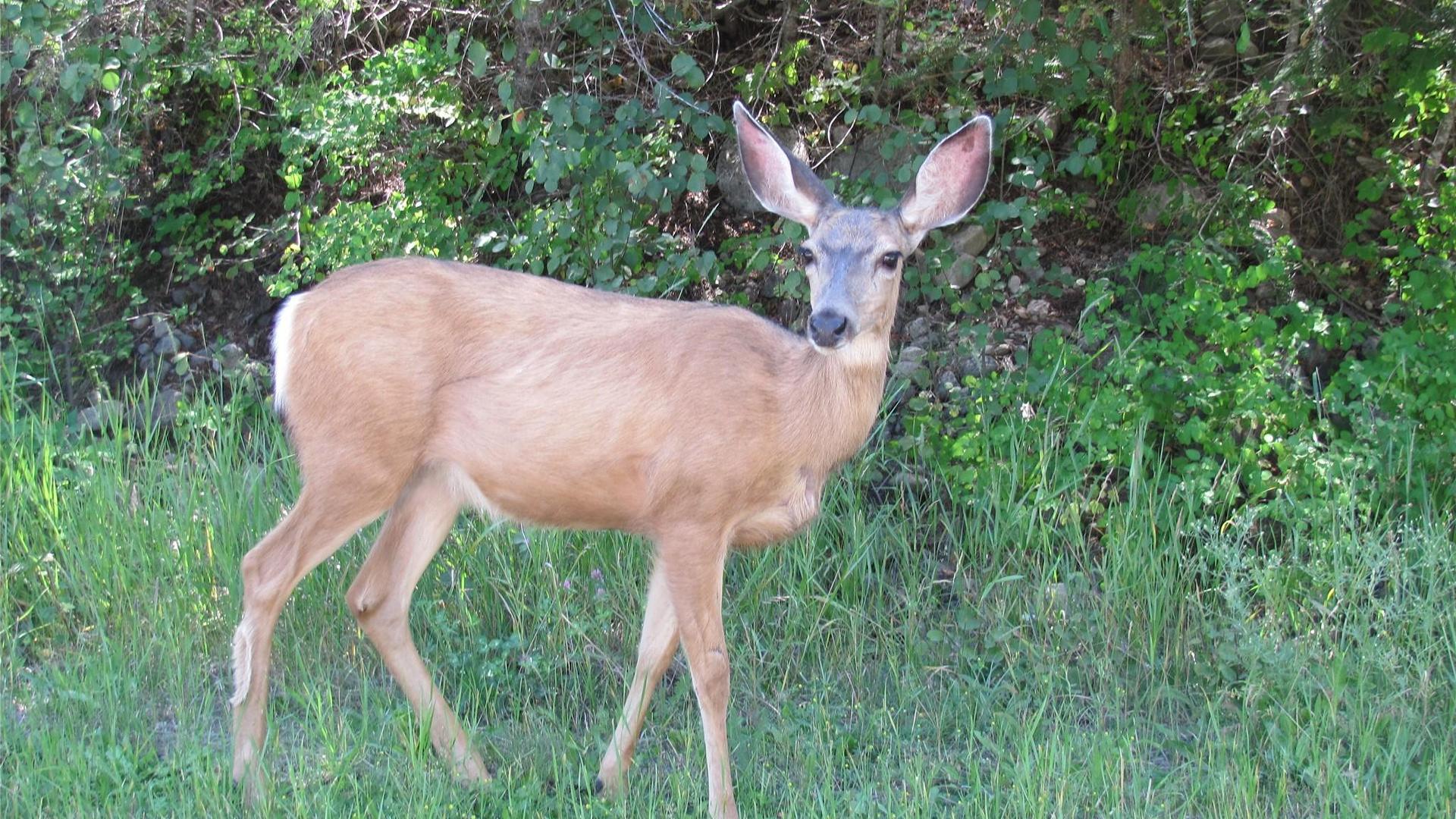 












Crown

Crescent,
Vernon,







BC
V1B 4A2

