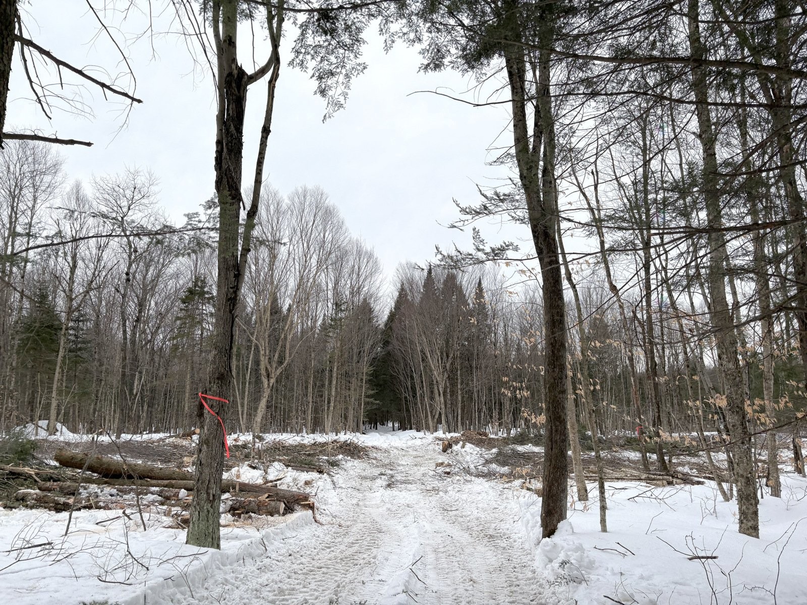 









419


Ch. George-Bonnallie

, 14,
Eastman,







QC
J0E1P0

