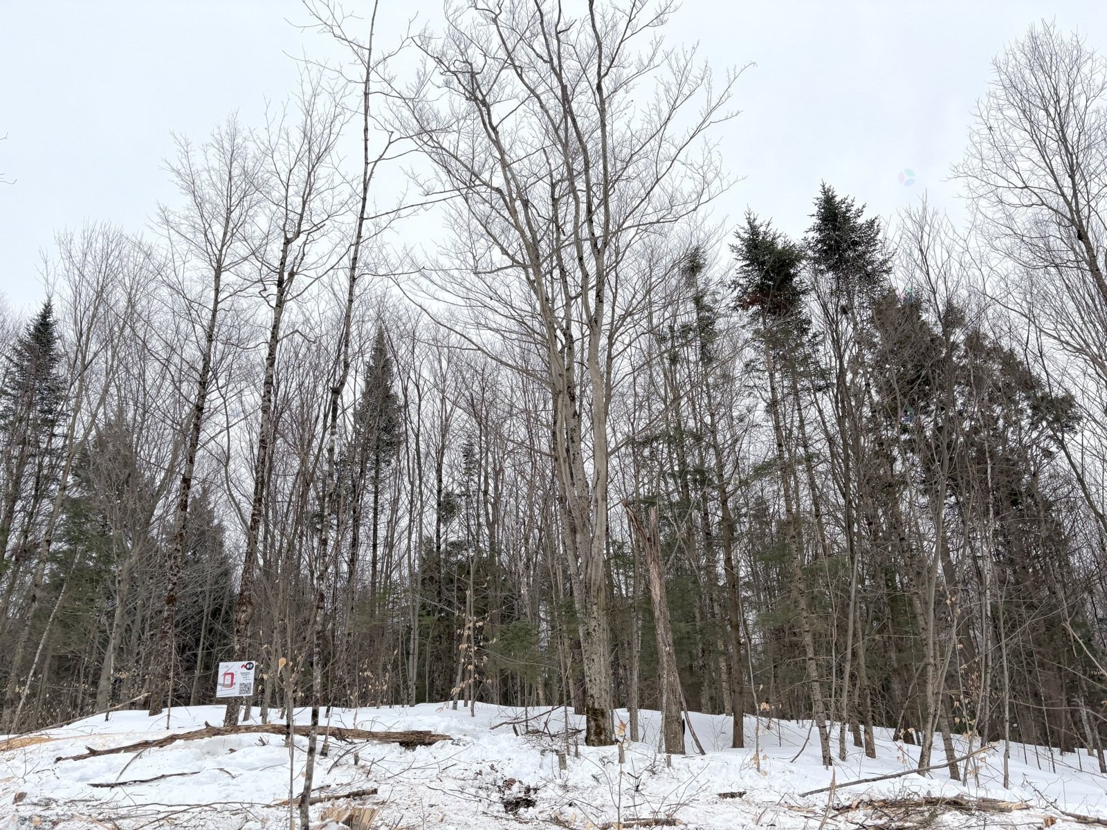 












Ch. George-Bonnallie

, 47,
Eastman,







QC
J0E1P0

