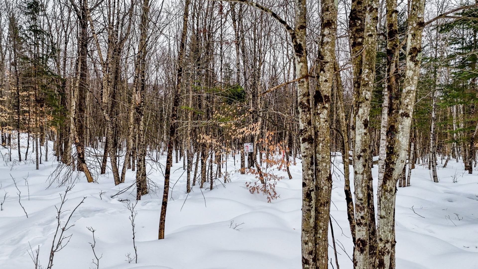 












Ch. George-Bonnallie

, 47,
Eastman,







QC
J0E1P0

