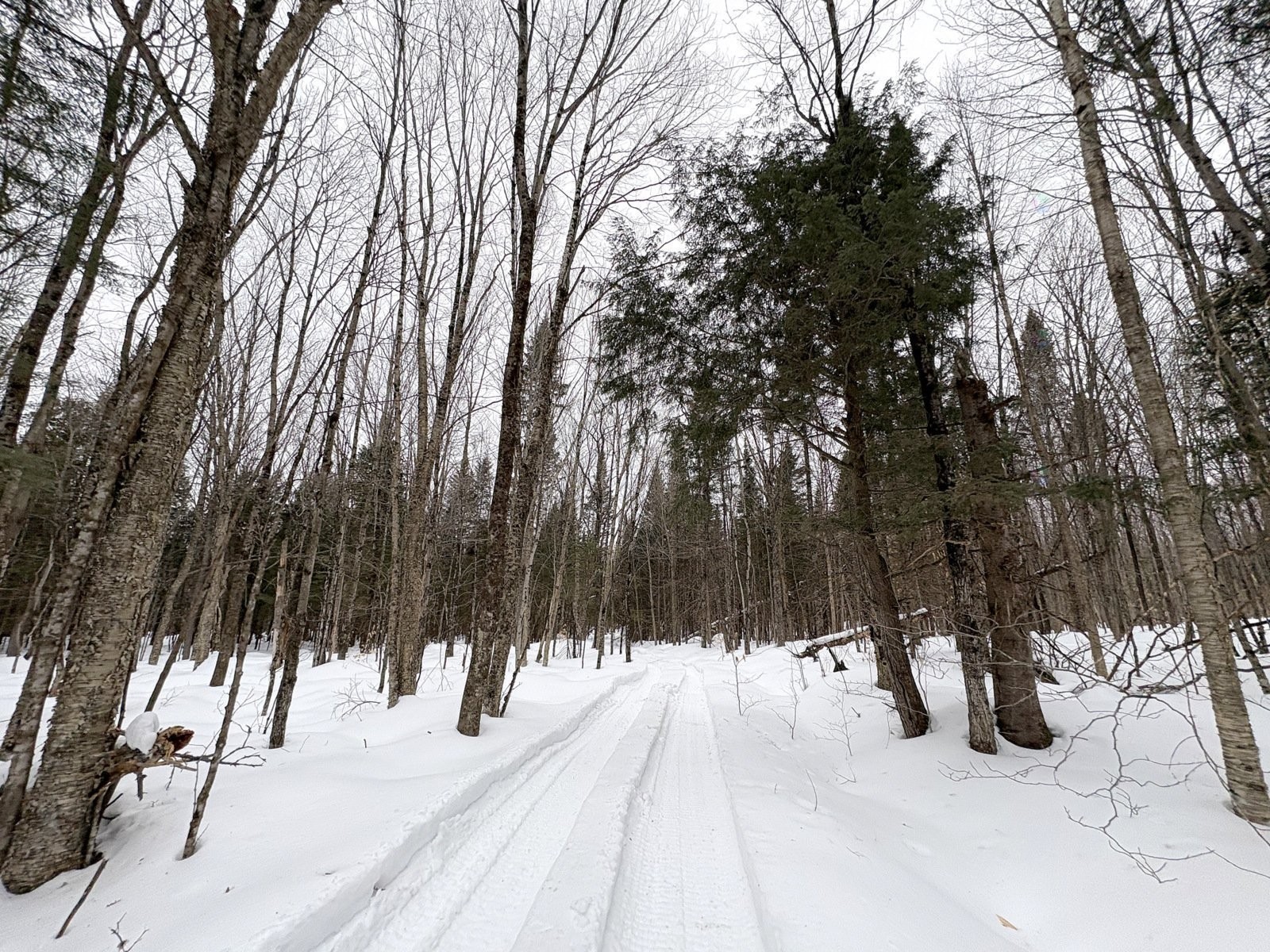 












Ch. George-Bonnallie

, 53,
Eastman,







QC
J0E1P0

