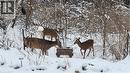 Deer in forest behind