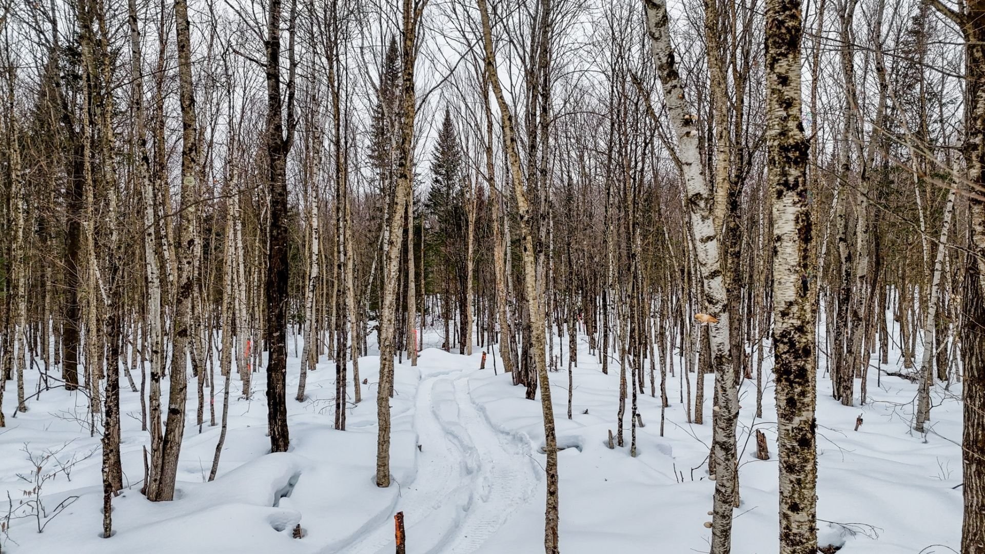 









419


Ch. George-Bonnallie

, 65,
Eastman,







QC
J0E1P0

