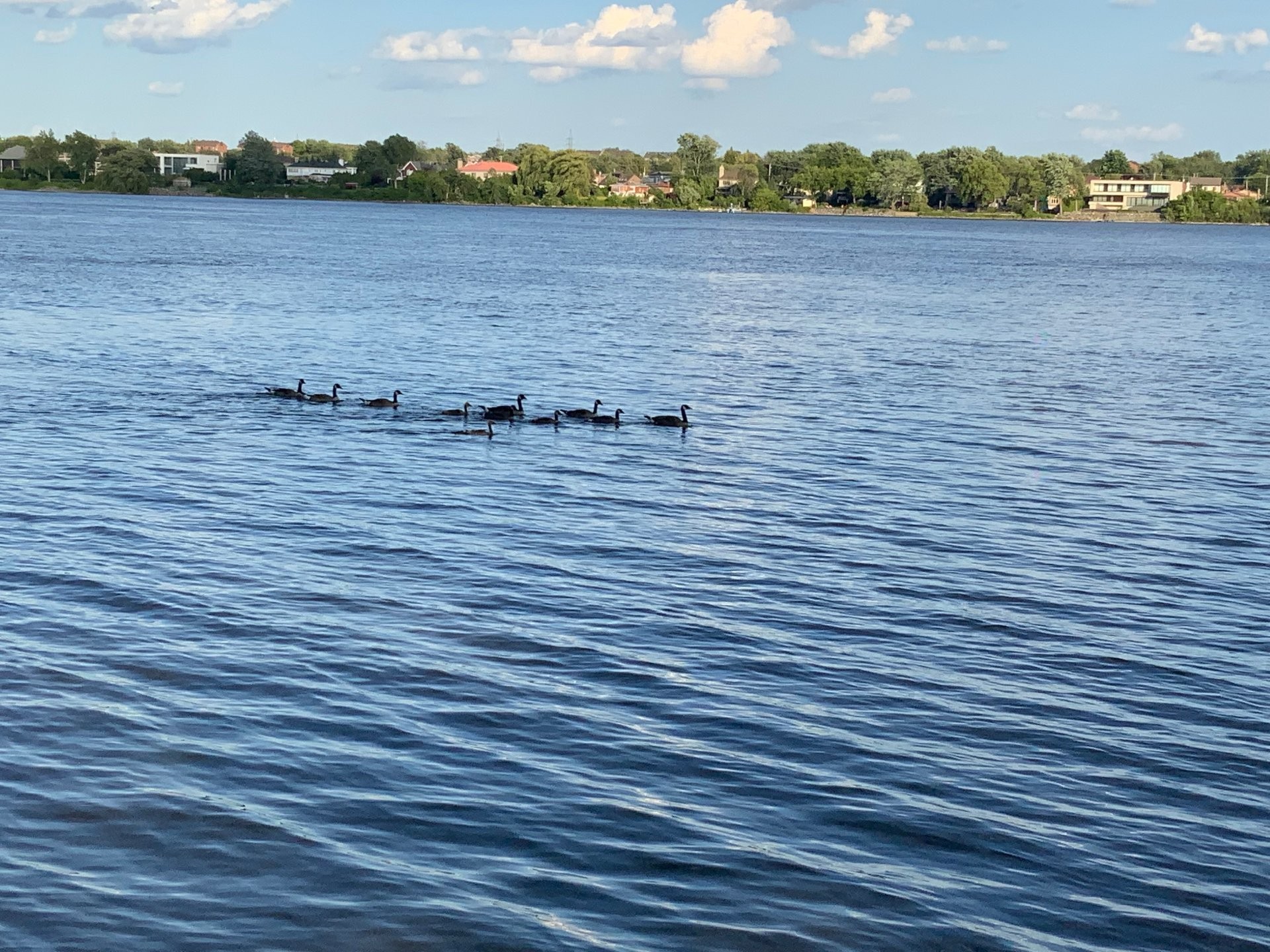 









7556


Boul. Lévesque E.

,
Laval (Duvernay),




QC
H7A1R8

