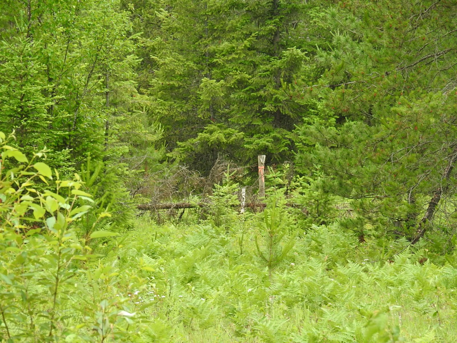 









9700


Hwy 6

,
Edgewood,







BC
V0G 1J0

