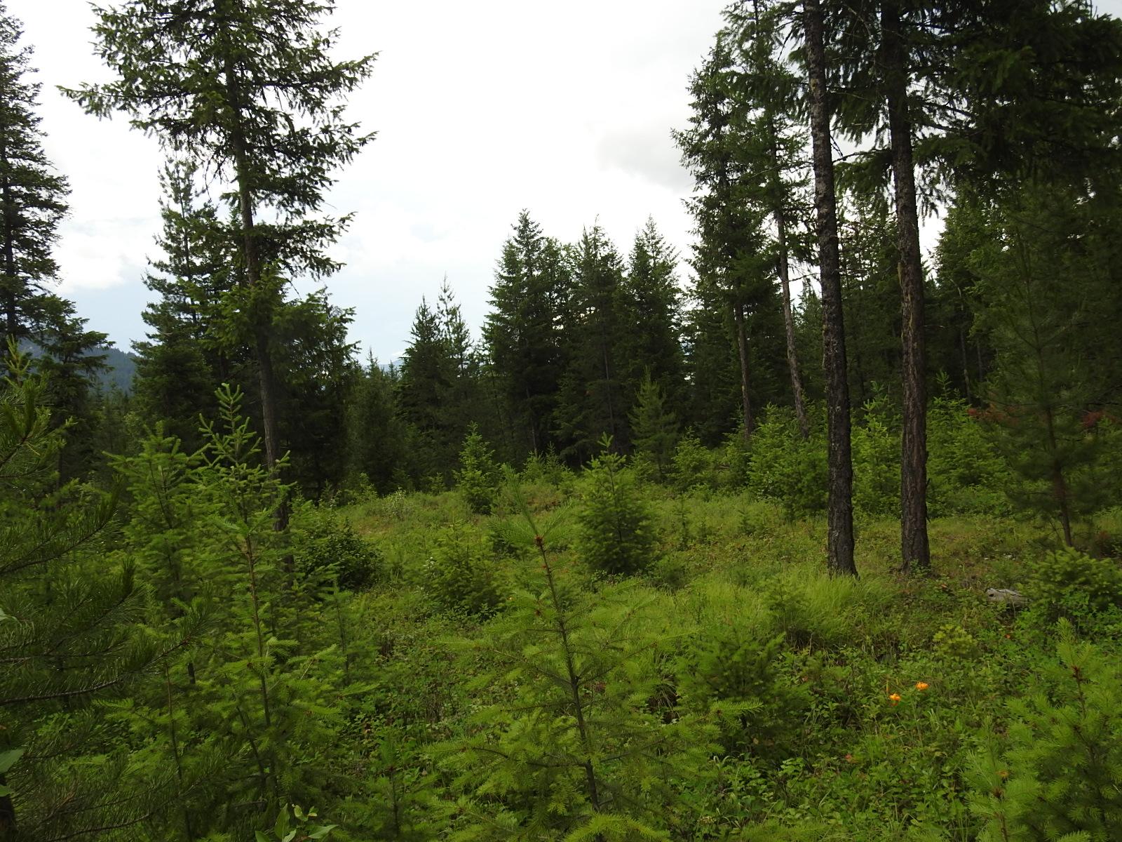 









9700


Hwy 6

,
Edgewood,







BC
V0G 1J0

