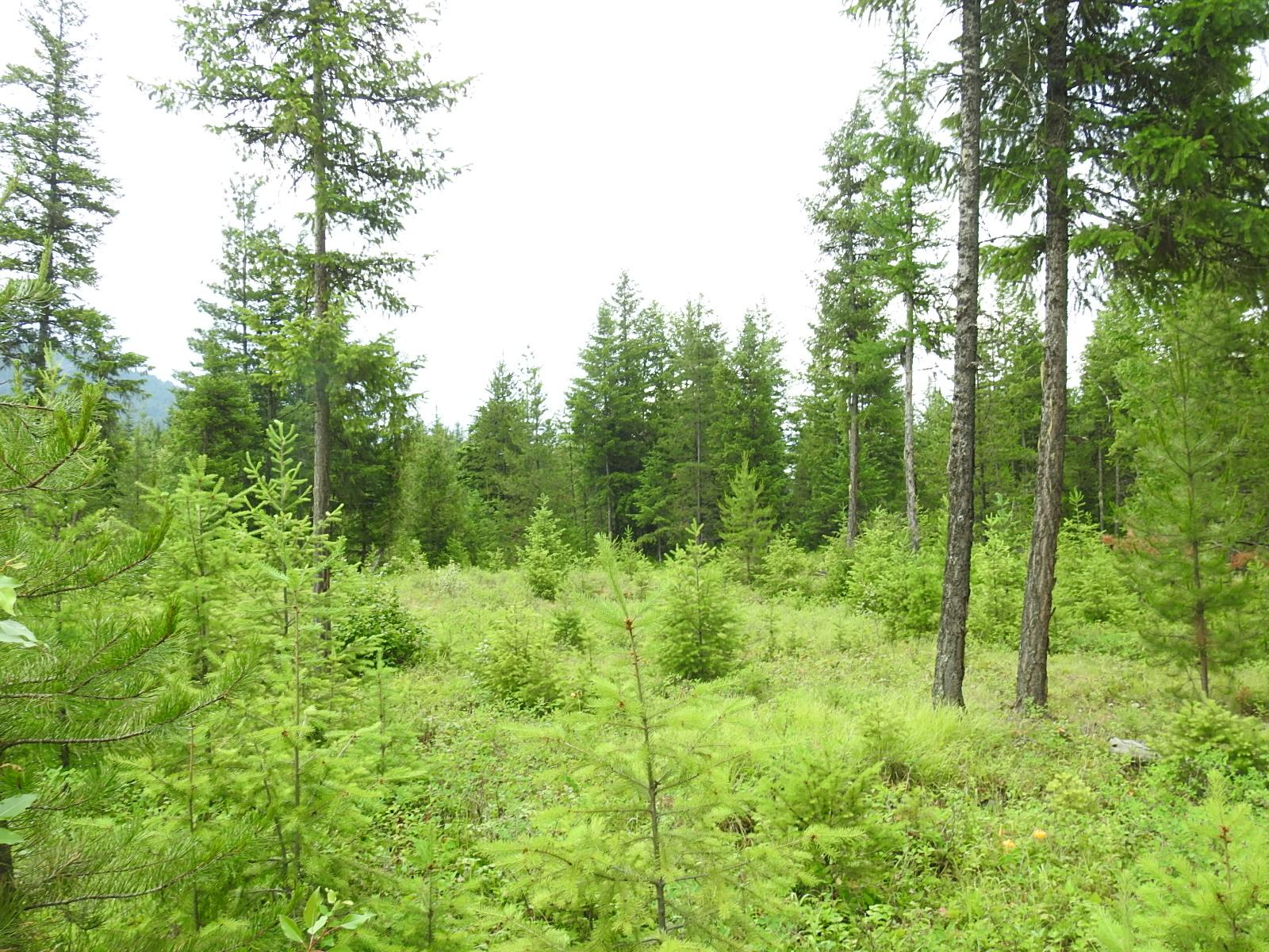 









9700


Hwy 6

,
Edgewood,







BC
V0G 1J0

