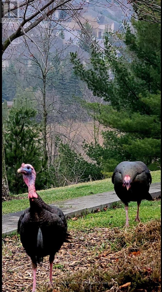 












50 PANORAMA CRESCENT

,
Vaughan,




Ontario
L4H1J9

