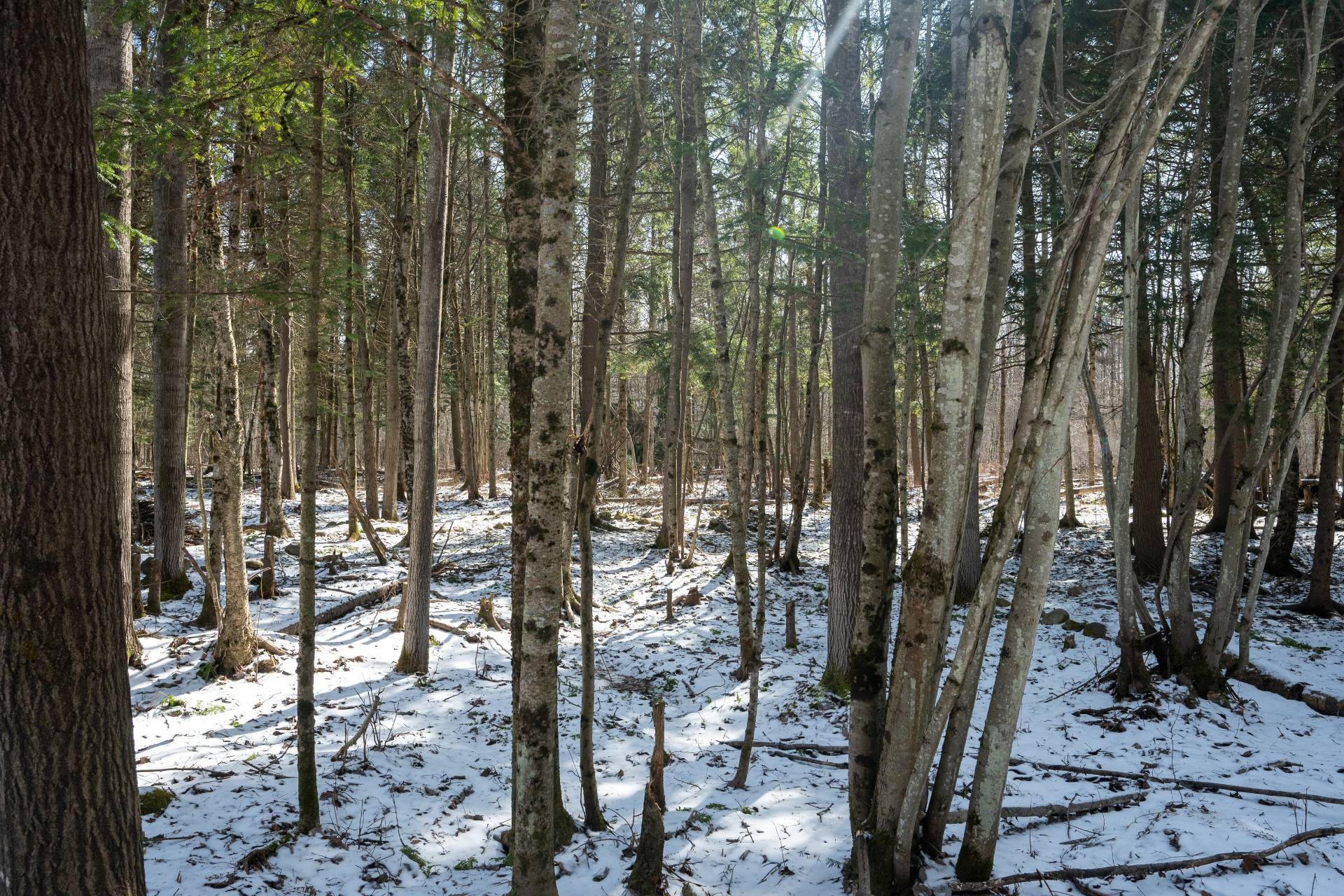 









530


Rue Arthur-Dupuis

,
Sherbrooke (Brompton/Rock Forest/Saint-Élie/Deauville),




QC
J1C0E2

