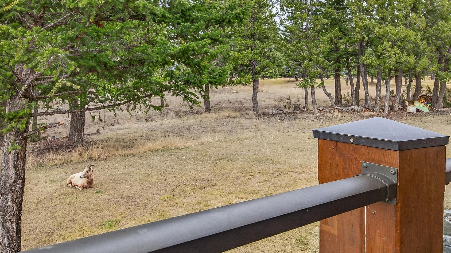 









7540


Springs

Terrace,
Radium Hot Springs,




BC
V0A 1M0

