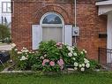Mature Hydrangea