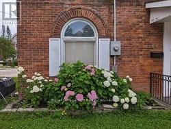 Mature Hydrangea