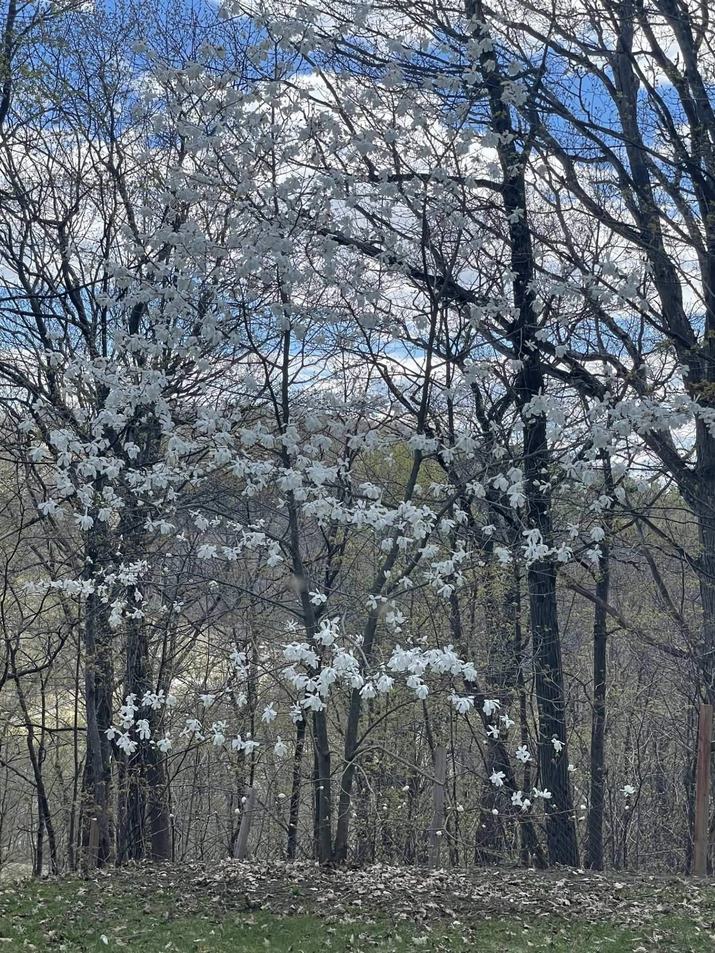 









17


Rue Alta Ridge

,
Cantley,




QC
J8V3B2

