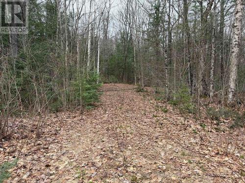 Laneway from Year Round Road