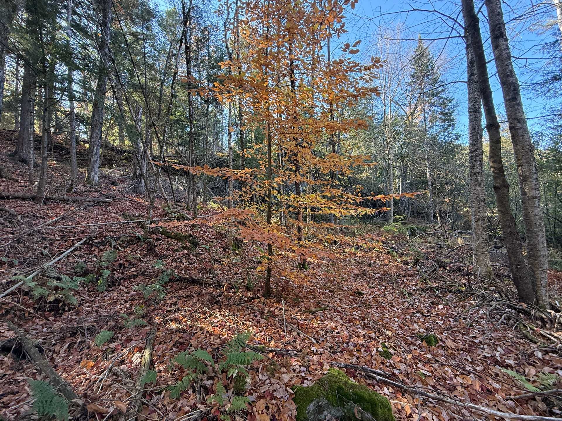 









3


Ch. du Lac-du-Brochet

,
Bowman,







QC
J0X3C0

