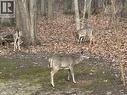 Wildlife at your doorstep