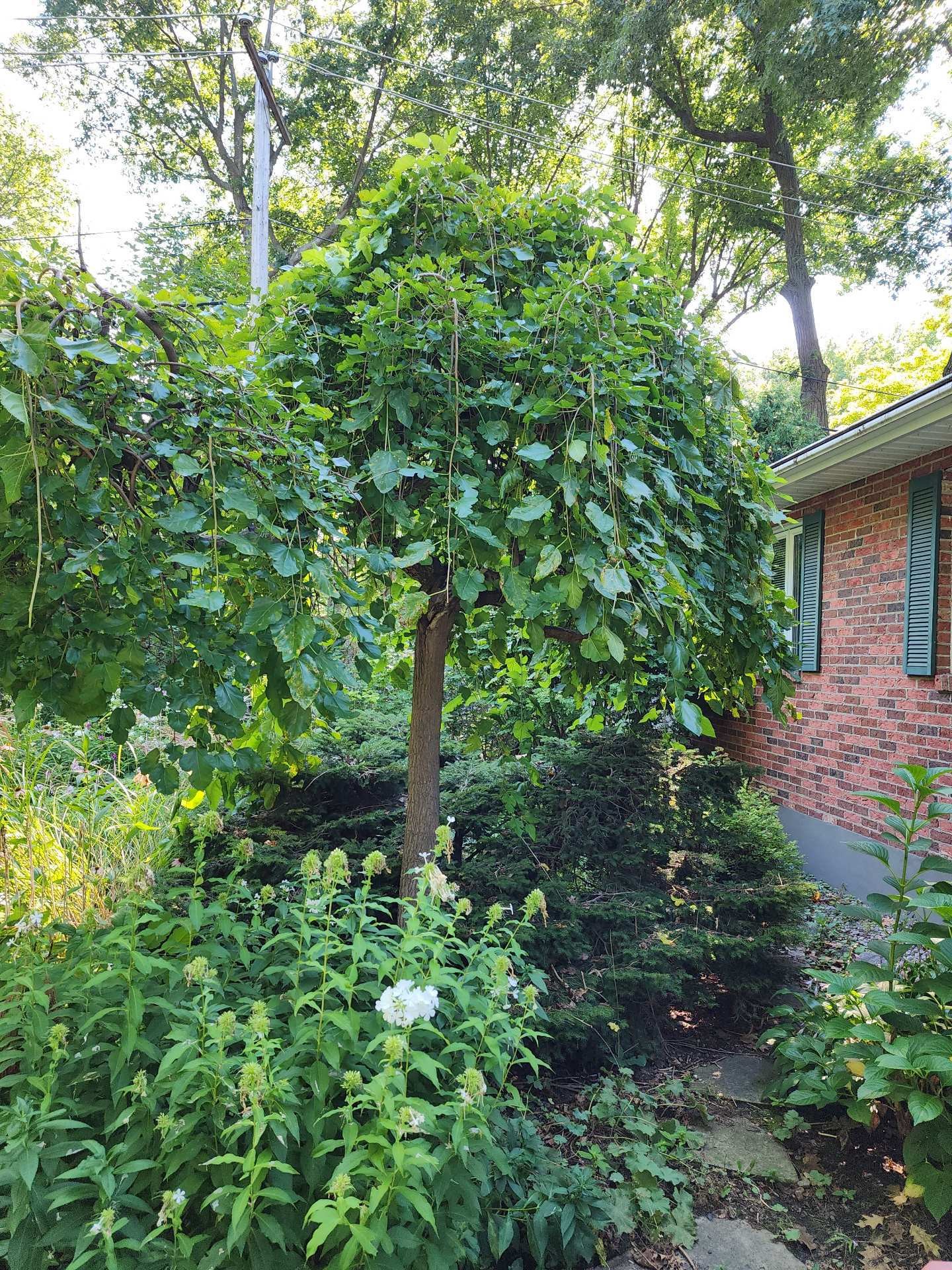 









78


Av. du Lac

,
Sainte-Julie,




QC
J3E2Y9

