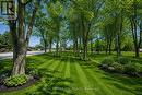 Trees at rear of property