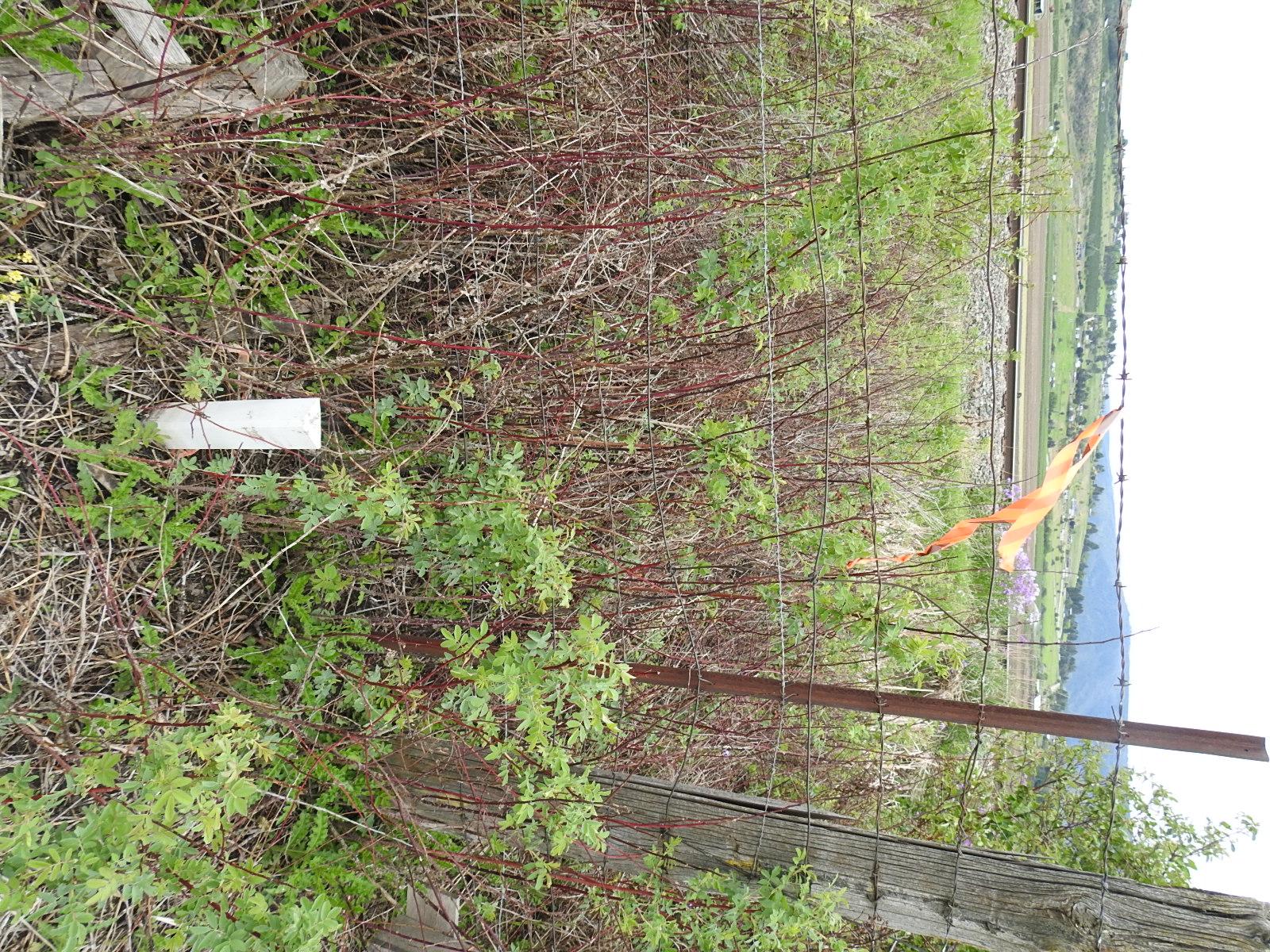 












L & A Cross

Road,
Spallumcheen,







BC
V1H 1W9

