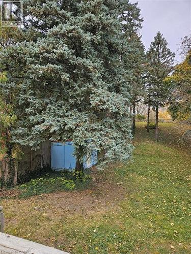 Expansive yard with evergreen trees and a blue storage shed