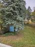 Expansive yard with evergreen trees and a blue storage shed