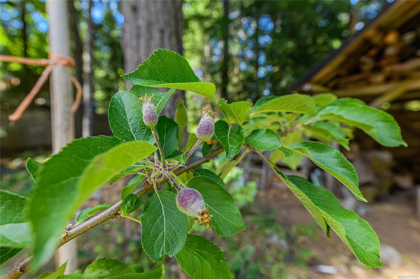 









421


Mt. Belcher

Hts,
Salt Spring,




BC
V8K 2J5

