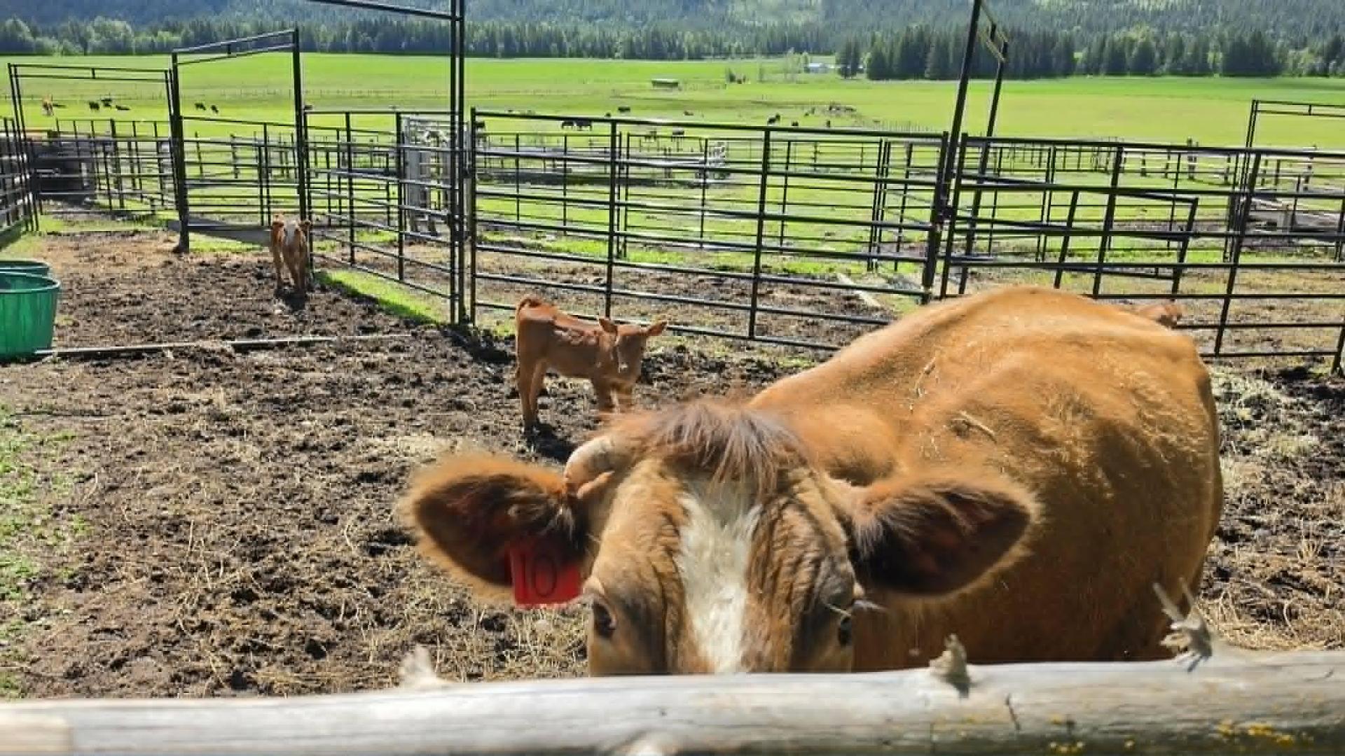 









33


Lang

Road,
Cherryville,







BC
V0E 2G3

