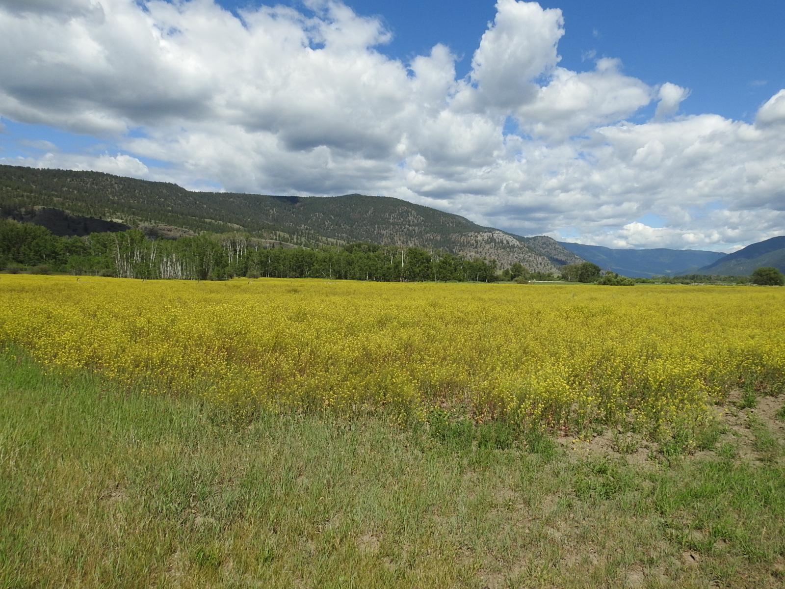 









5569


Kamloops-Vernon

Highway,
Westwold,







BC
V0E 3B1

