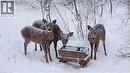 Winter Wildlife Behind
