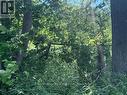 Most west end of property fence line