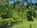 Trees and view
