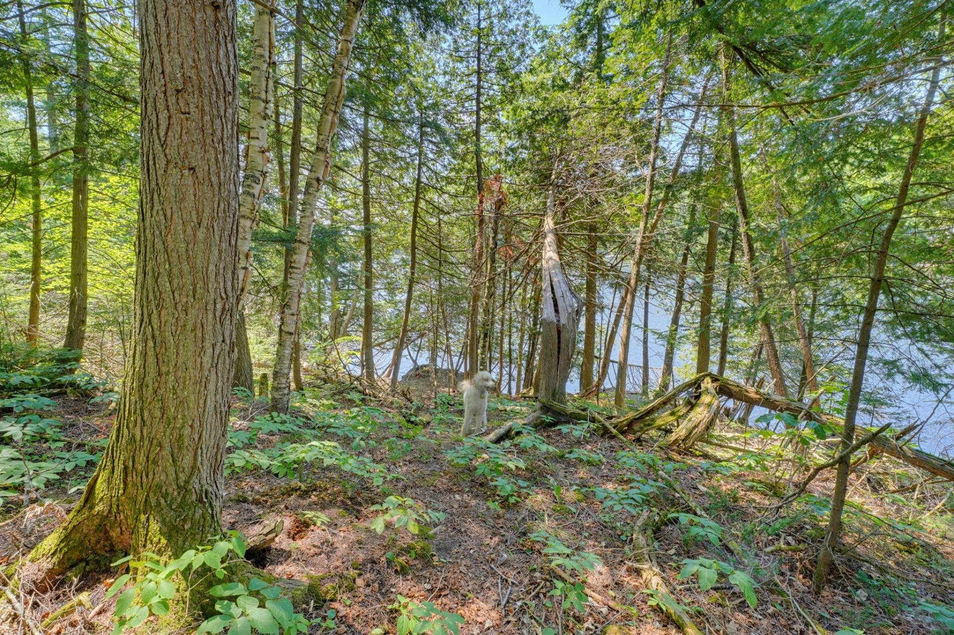 









182


Ch. Murray

,
La Pêche,




QC
J0X2W0

