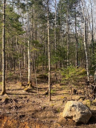 Terre/Terrain