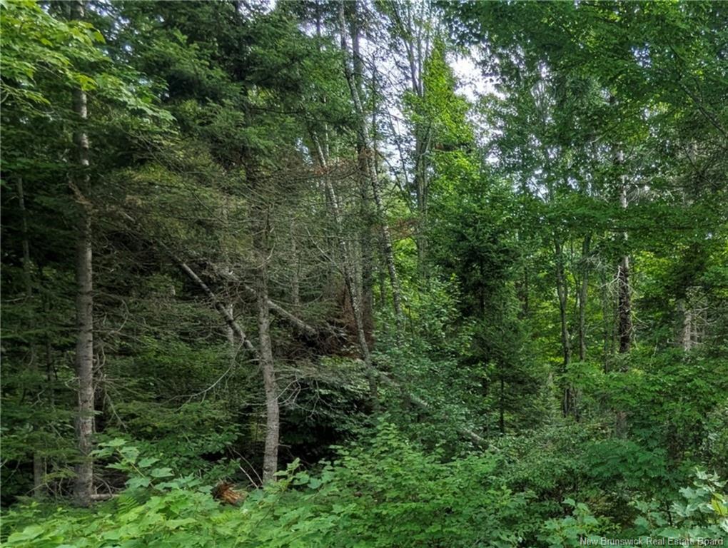 









47 Acres


North Barnaby

RD,
Barnaby,







NB
E1N 6G4

