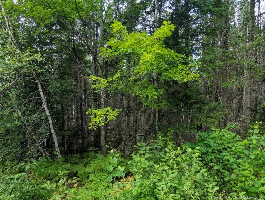 









47 Acres


North Barnaby

RD,
Barnaby,







NB
E1N 6G4

