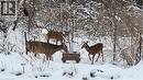Winter Wildlife