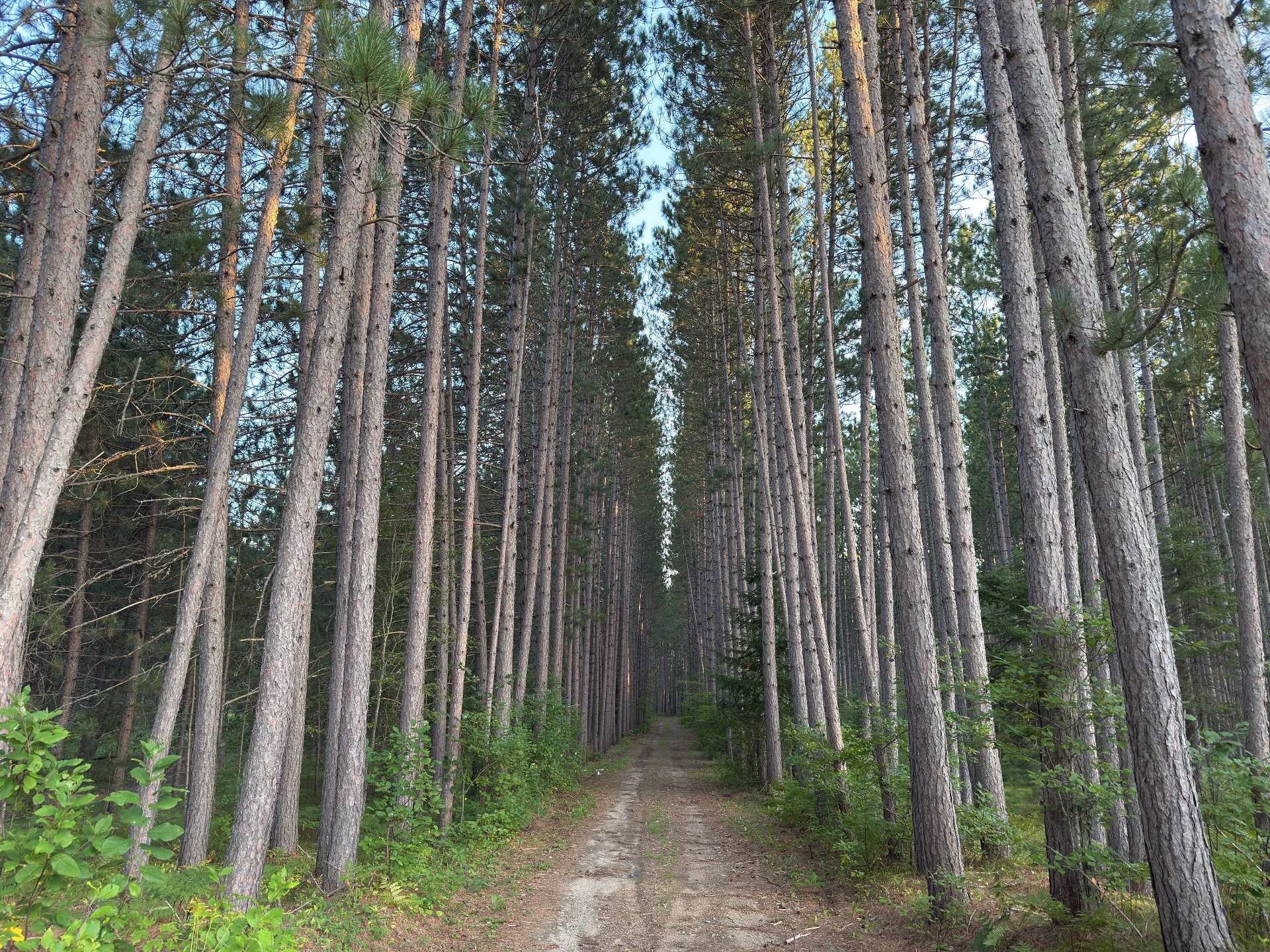 









65Z


Ch. des Pins

,
Kazabazua,




QC
J0X1X0

