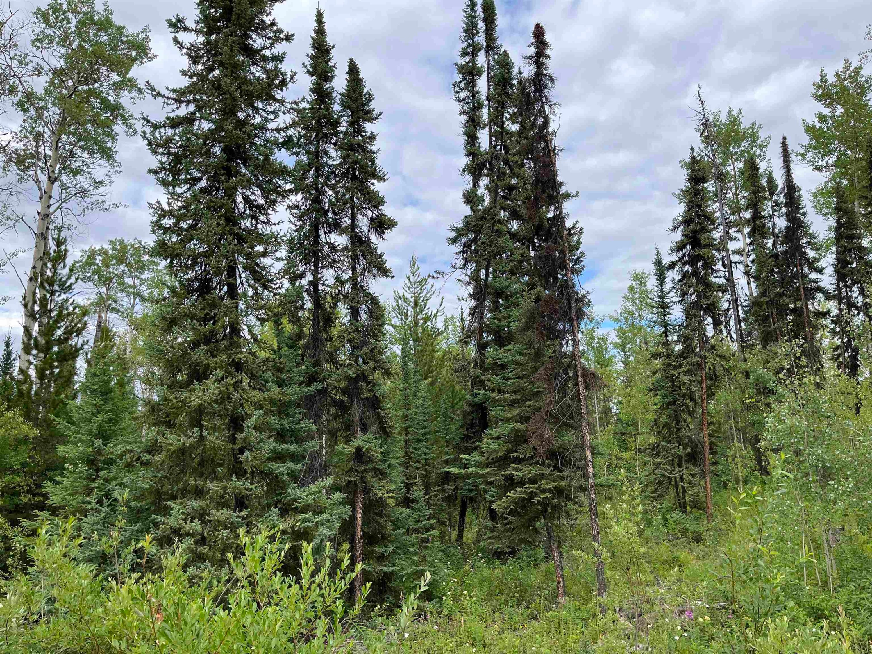 









LOT A


Jardine

Road,
Cluculz Lake,







BC
V0J 3A0

