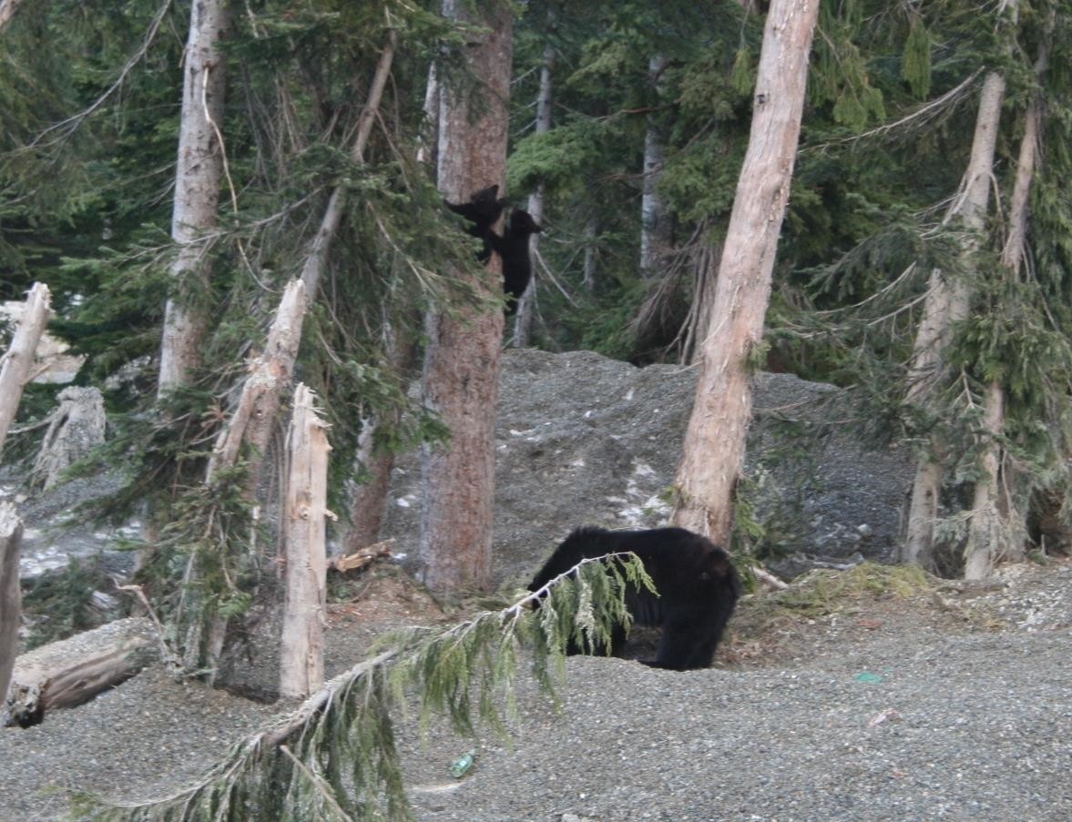 









20946


Snowflake

Crescent,
Agassiz,







BC
V0M 1A1

