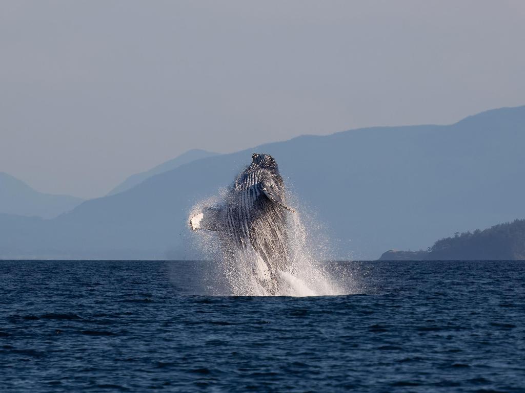 









SL 5B


Quarry

Bay,
Nelson Island,




BC
V0N 0V0

