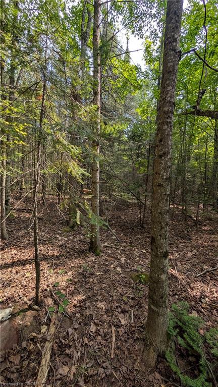









LOT 1 ON-17


Trans Canada

Highway,
Plummer Additional,







ON
P0R 1C0

