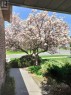 Magnificent Magnolia