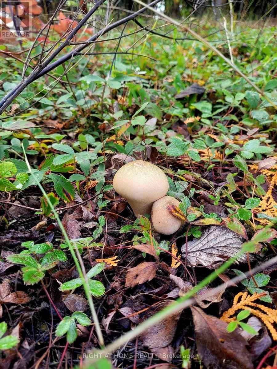 












94 DR. MCLAY DRIVE

,
Assiginack,







Ontario
P0P1Z0

