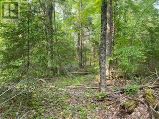 












17556 HIGHWAY 62

,
Madoc,







Ontario
K0K2K0

